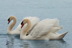 two swans